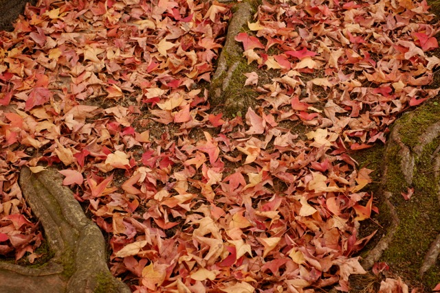 皇子山公園の落葉