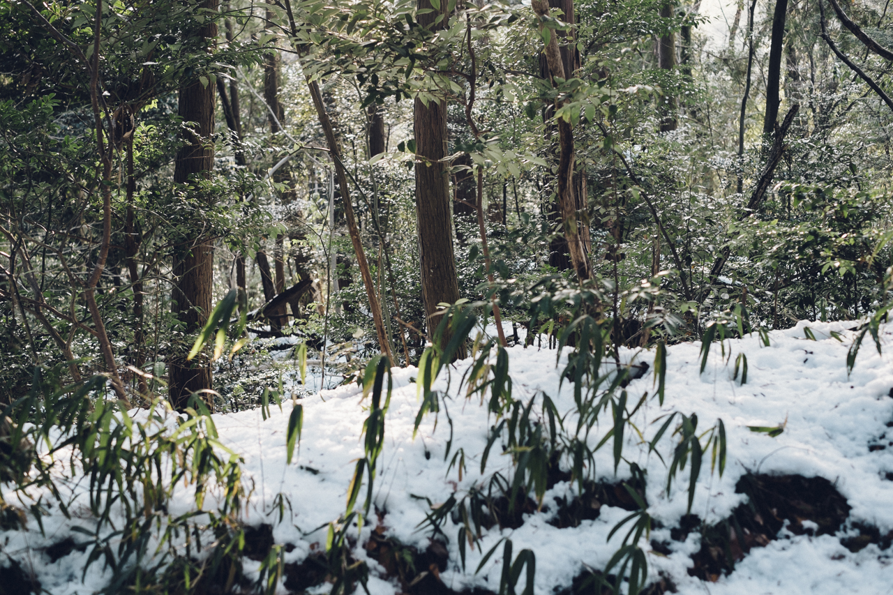 積雪の雑木林