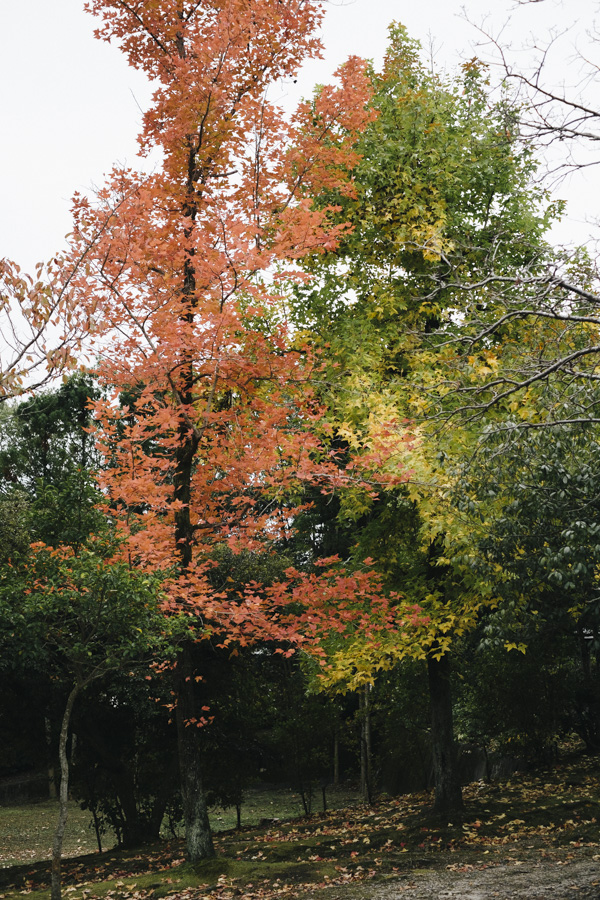 紅葉