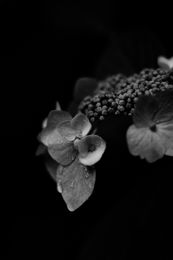 紫陽花
