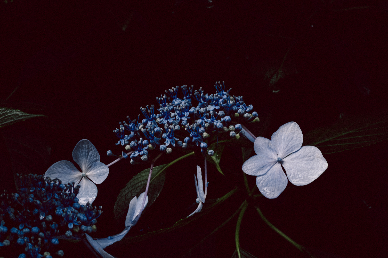 紫陽花