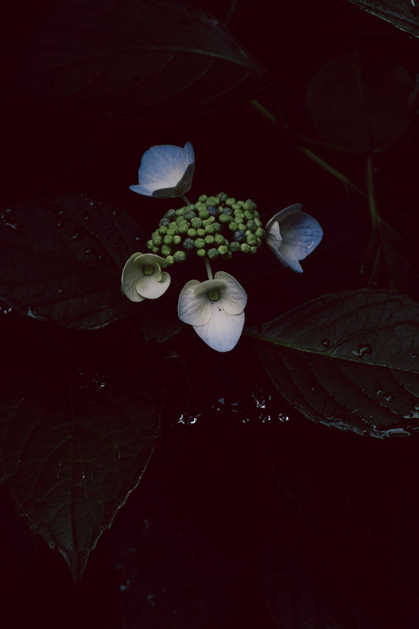 紫陽花