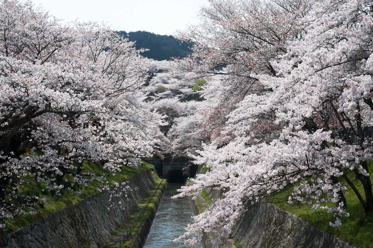 琵琶湖疎水の桜