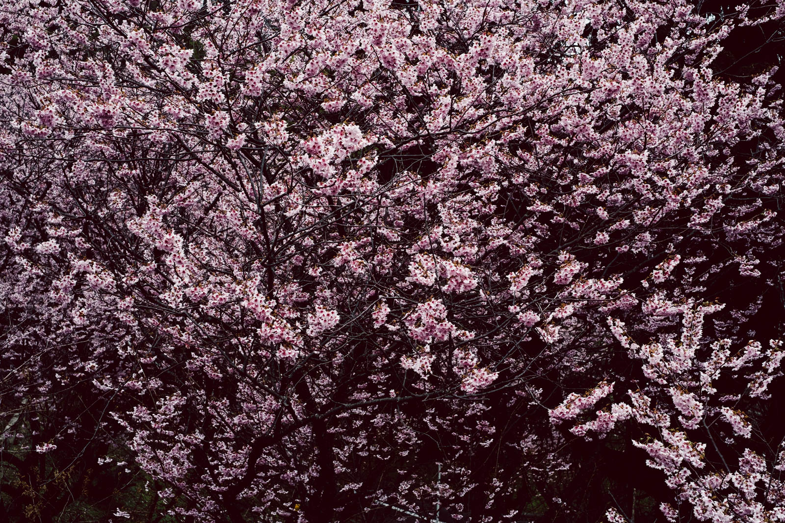 初御代桜